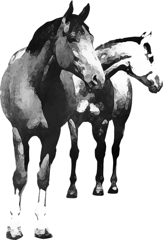 Centre équestre Cheval Bienveillant, Saint-Étienne — deux chevaux